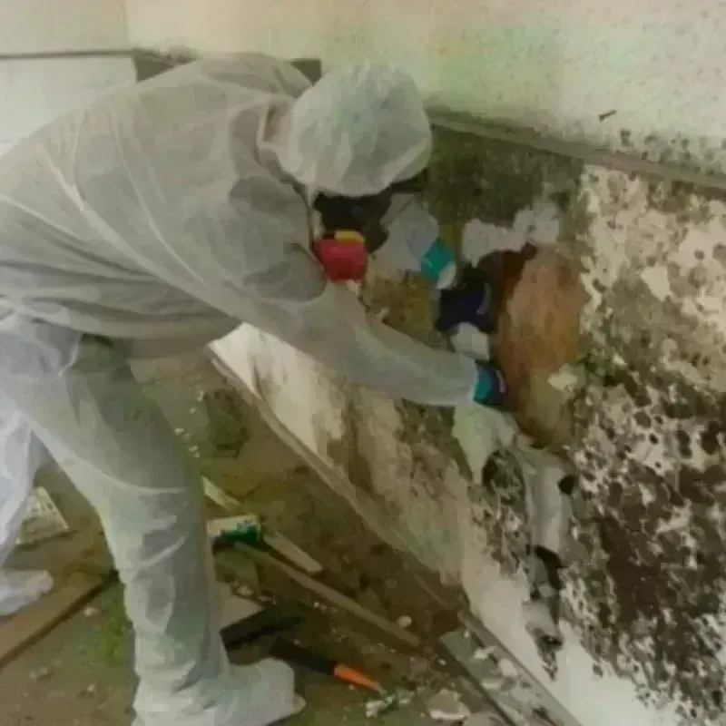 Mold Remediation and Removal in Paris, ME